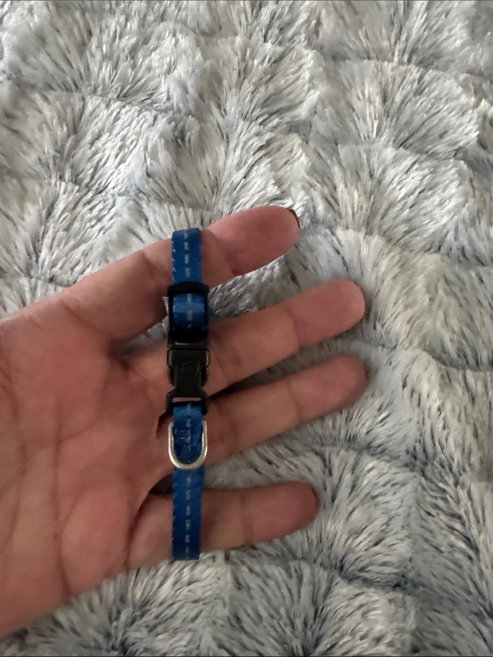 Blue Pet Collar with Metal D-Ring